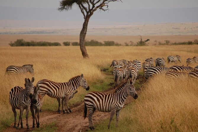3 Days Mara Jambo Shared Safari Adventure - Day 1: the first afternoon game drive, with lunch on arrival