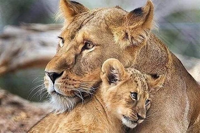 3 Days Masai Mara - Why this 3-day Masai Mara plan makes sense