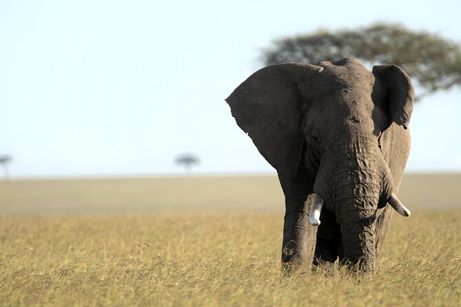 3-Days Masai Mara 4 x 4 Safari from Nairobi - Day 3: sunrise game drive and the return via Narok town