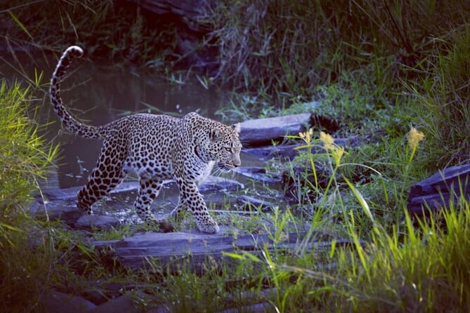 3-Days Masai Mara 4 x 4 Safari from Nairobi - Guides and vehicles: how your experience is shaped