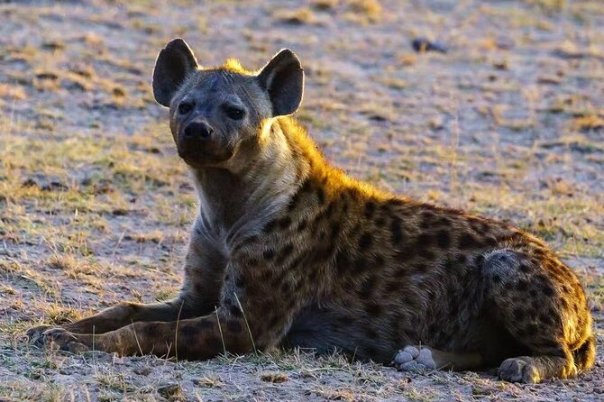 3-Days Masai Mara 4 x 4 Safari from Nairobi - The Maasai Mara mindset: expectations that keep the trip fun