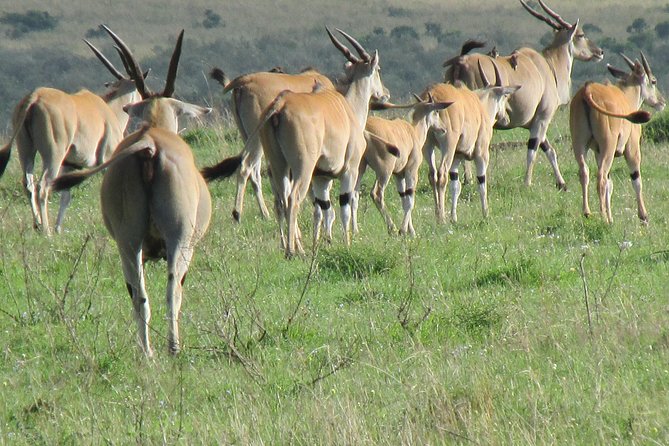 3 Days Masai Mara - Day 1 in the reserve: Rift Valley viewpoints and a sunset chase