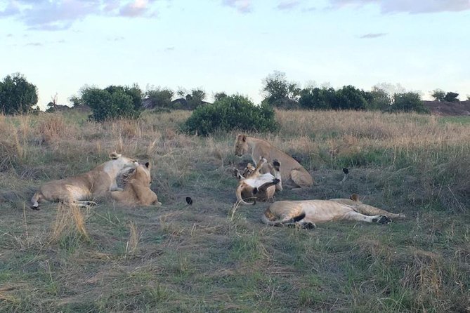 3 days Masai Mara - Meals Included: A Quiet Quality Upgrade