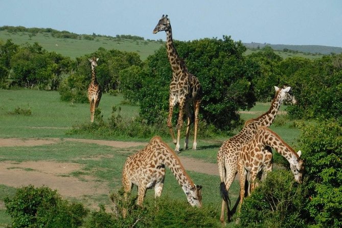 3 Days Masai Mara Budget Cruiser Shared Safari & Maasai Village - Key Things to Know Before You Go