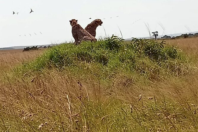3 Days Masai Mara Budget Cruiser Shared Safari & Maasai Village - Why This Budget Shared Safari Works for a 3-Day First Kenya Trip