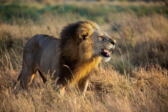 3 Days Masai Mara Budget Cruiser Shared Safari & Maasai Village - Who This Maasai Mara Budget Cruiser Is Best For