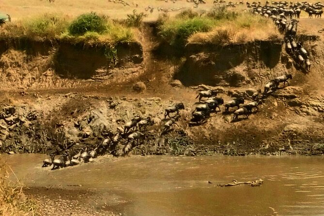 3 Days Masai Mara Budget safari Meals and accommodation included - Return to Nairobi by 3:30 pm: Dropped Back Where You Started