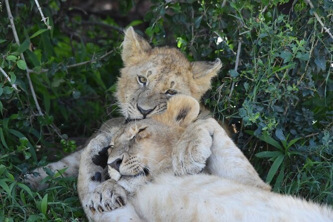 3 Days Masai Mara Camping Safari - Early Chai or Kahawa, Then the Best Game Drive of the Day
