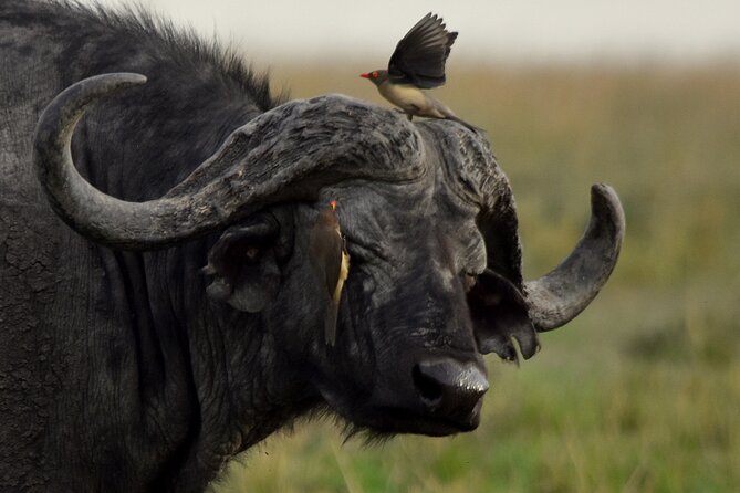 3 Days Masai Mara Camping Safari - Park Fees and Your True Total Cost: Don’t Get Surprised