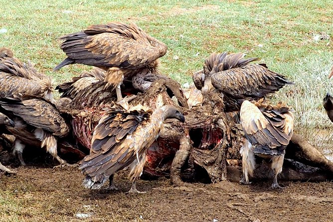 3 Days Masai Mara Camping Safari - Wildlife Expectations in the Real Masai Mara Way