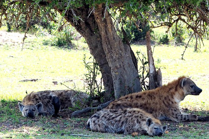 3 Days Masai Mara Camping Safari - Who This Safari Fits Best