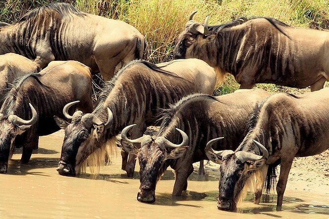 3 Days Masai Mara Camping Safari - Camp Base Comfort: What You Can Expect When Meals Are Covered
