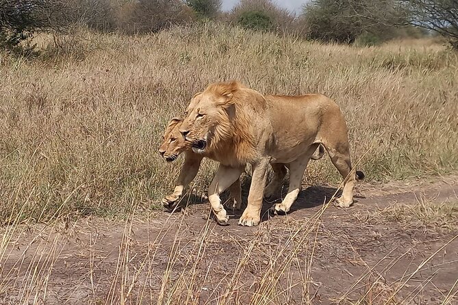 3 Days Masai Mara Experience - Key Highlights You Will Actually Care About
