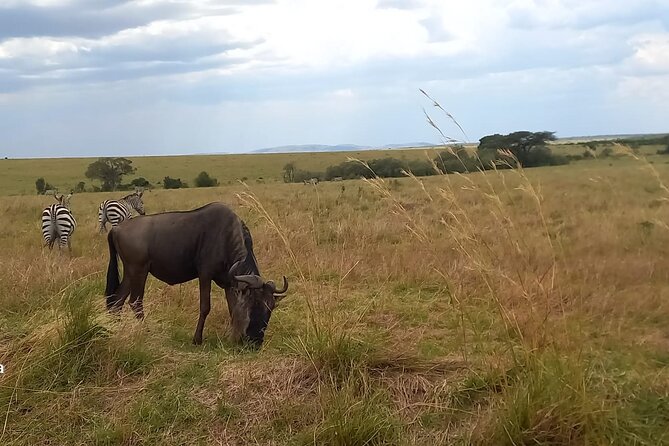 3 Days Masai Mara Experience - Why This 3-Day Masai Mara Schedule Hits the Sweet Spot