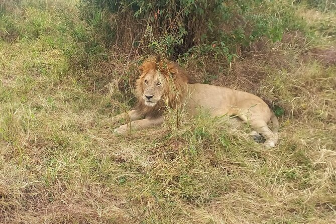 3 Days Masai Mara Experience - Day 3: Masai Cultural Village Visit, the Gift Shop Stop, and Back to Nairobi