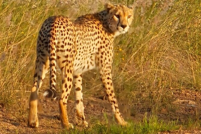 3 Days Masai Mara Experience - Price and What You Really Need to Budget (Including Park Fees)