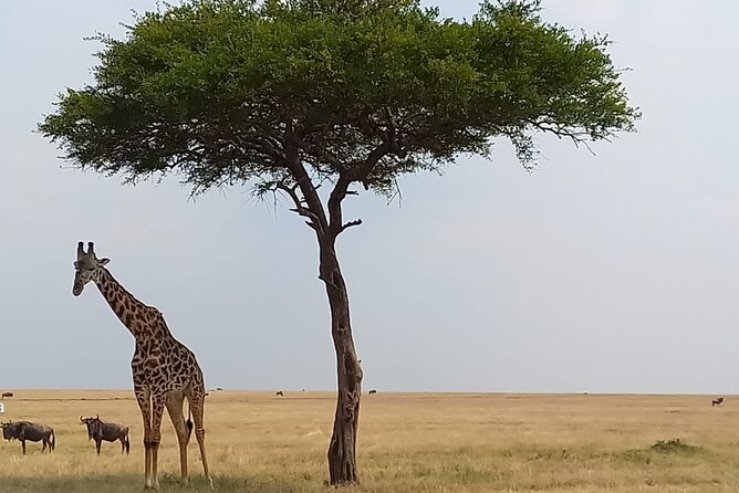 3 Days Masai Mara Experience - The 7:00 am start and why two different game-drive blocks matter