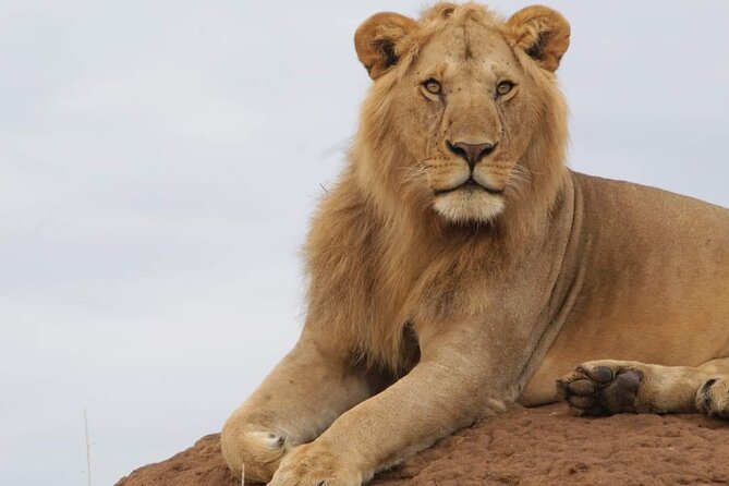 3 Days Masai Mara Flight Safari - Why a flight safari from Mombasa makes sense