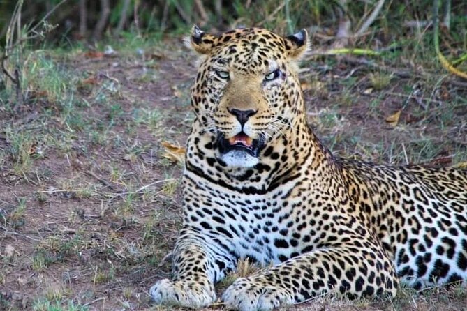 3 Days Masai Mara Flight Safari - Day 3: Final morning sightings, then lunch and the return flight
