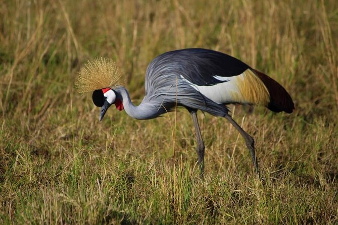 3 Days Masai Mara Flight Safari - Logistics that can make or break your comfort