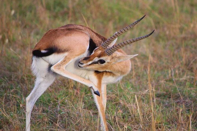 3 Days Masai Mara Flight Safari - Day 2: Two game drives, or a longer park day with picnic lunch