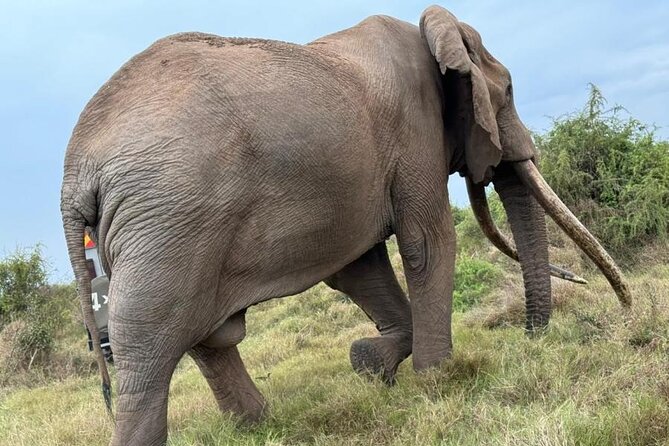 3 Days Masai Mara Group Budget safari in 4x4 Jeep Daily Tour - Key Highlights You Should Know Before You Go