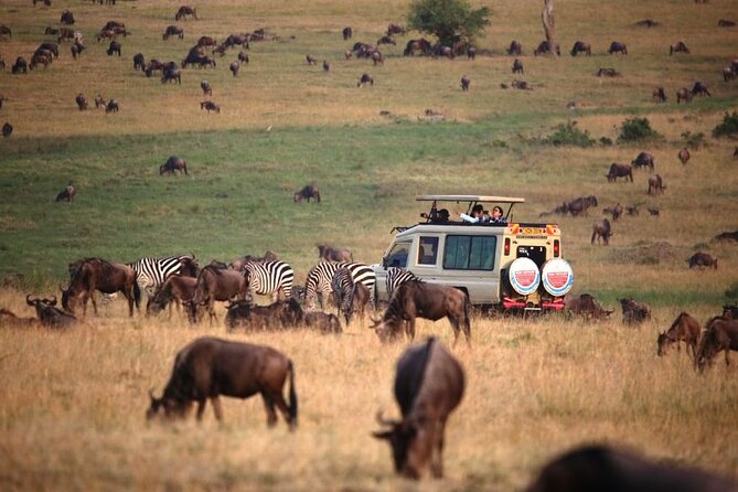 3 Days Masai Mara Group Budget safari in 4x4 Jeep Daily Tour - Day 3: Return to Nairobi, Optional Masai Village, and a Final Chance to Soak It In