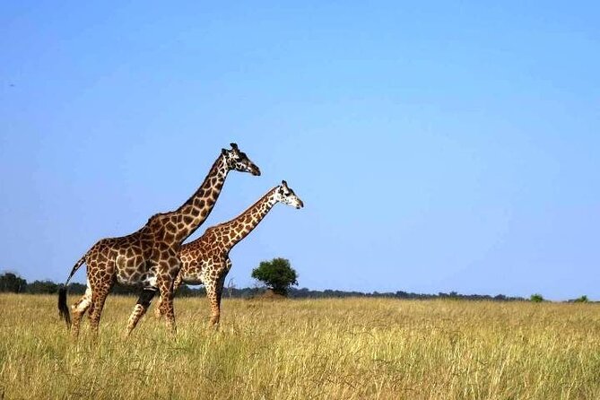 3 Days Masai Mara Group Budget safari in 4x4 Jeep Daily Tour - Meals and Inclusions: Where the Budget Goes