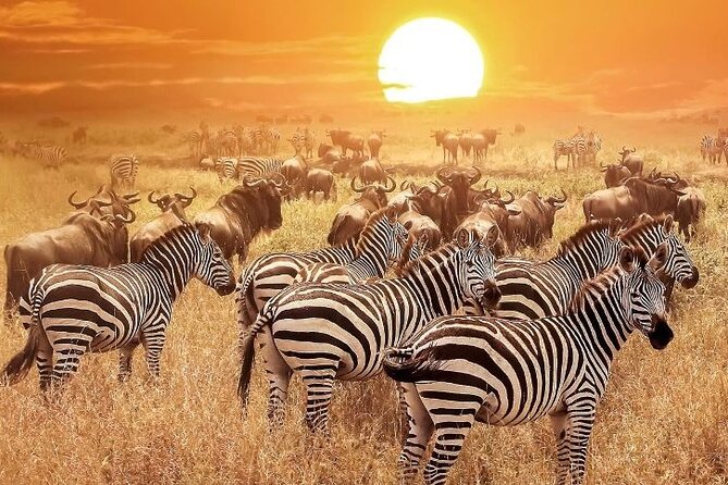3 Days Masai Mara Group Budget safari in 4x4 Jeep Daily Tour - Price and Value: Is $540 a Smart Deal for 3 Days?