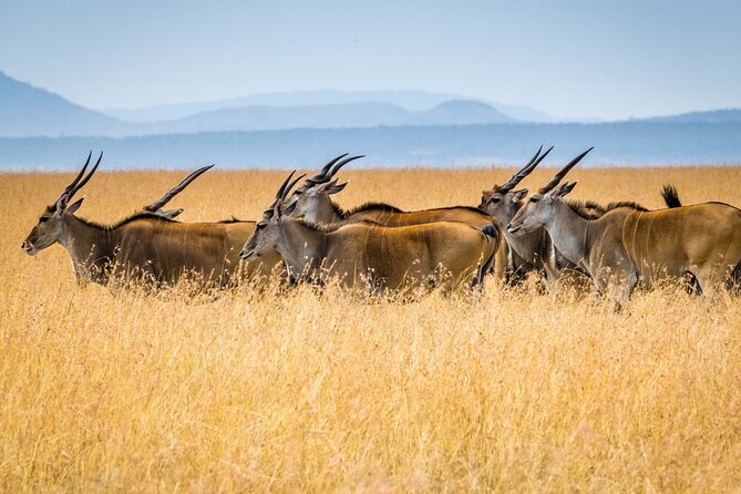 3 Days Masai Mara Group Joining Safari - Day 2: Sunrise Game Drive, Big Five Chances, and the Mara River Stop for Migration Season