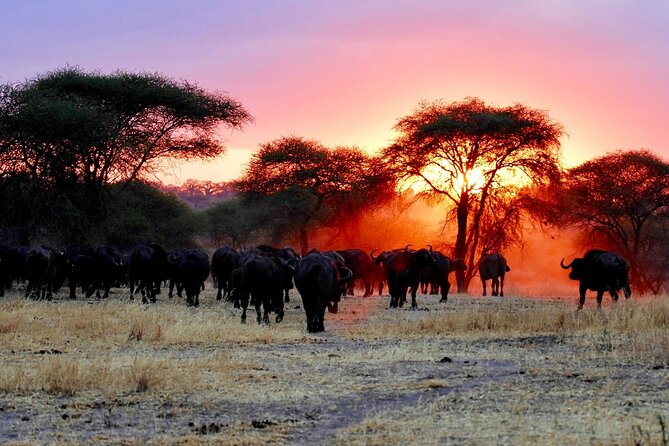 3 Days Masai Mara Group Joining Safari - Price Reality Check: What $195 Covers, What It Does Not, and How to Budget