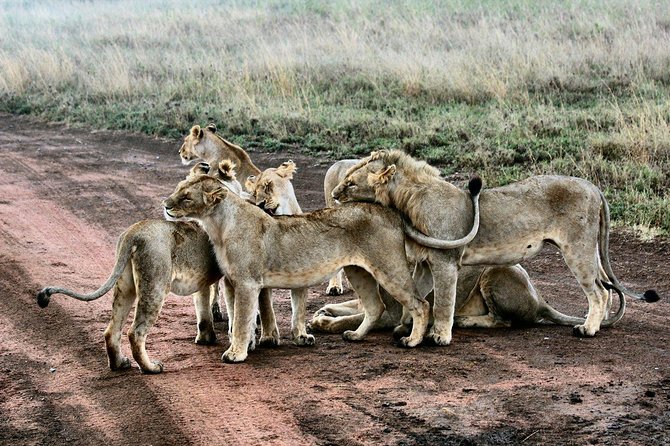 3 Days Masai Mara Joining Tour - The optional balloon safari: worth it, but pricey