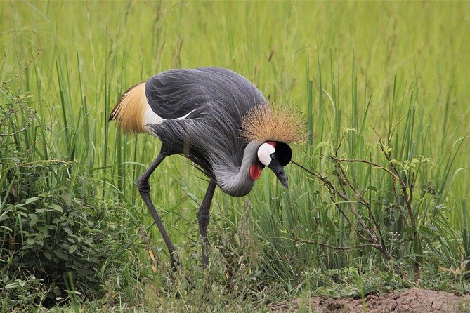 3 Days Masai Mara Joining Tour - Price and value: what $750 buys you, and where extra costs show up