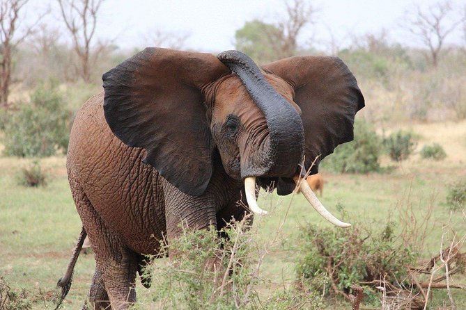 3 Days Masai Mara Joining Tour - Pickup, schedule, and the car setup you should expect