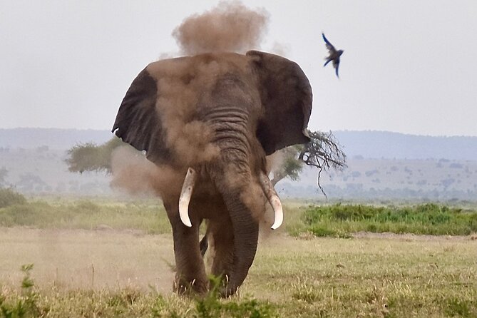 3 Days Masai Mara Luxury Safari - Luxury Safari, Private Jeep, and What You Really Pay For