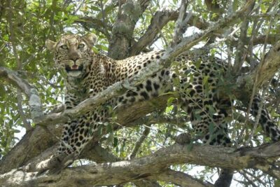 3 Days Masai Mara Luxury Safari