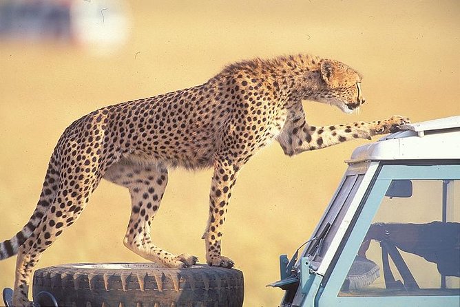 3 Days Masai Mara National Reserve Safari - Why Masai Mara makes sense for a 3-day trip