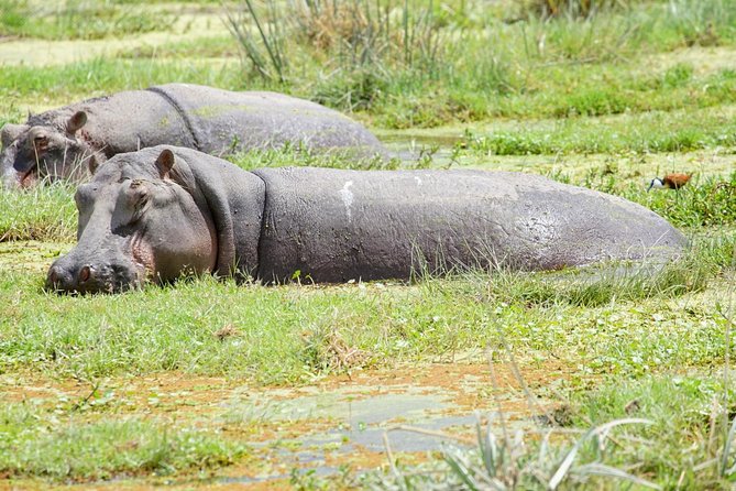 3 Days Masai Mara National Reserve Safari - Camp comfort and meals: how to make the most of “all handled” days
