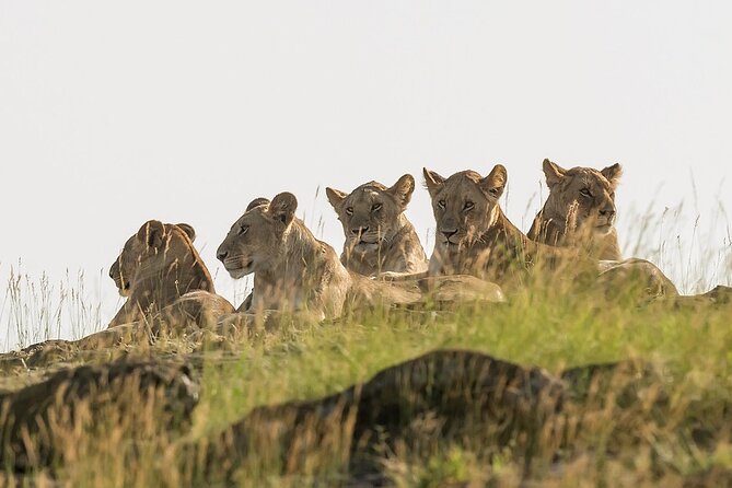 3 days Masai Mara on Private 4x4 Land Cruiser - Day 1 in the Mara: settling in and building your sighting list