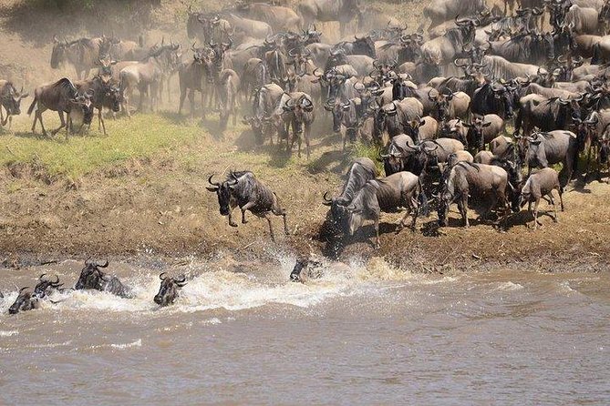 3 Days Masai Mara Private Safari at Sopa Lodge from Nairobi - Wildlife moments I would prioritize in your mind before you go