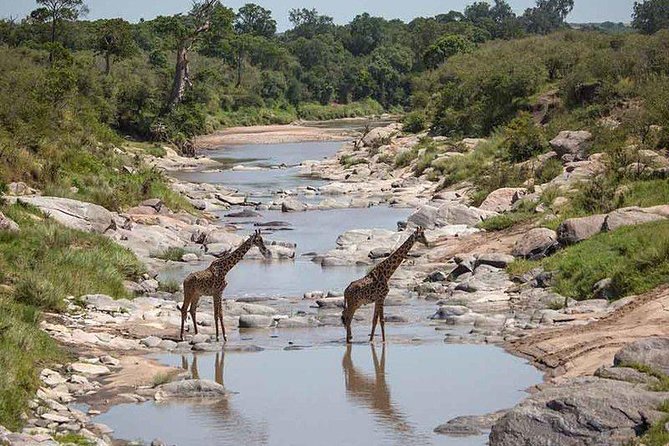 3 Days Masai Mara Private Safari at Sopa Lodge from Nairobi - Day 1: Rift Valley viewpoint, then a Mara evening drive
