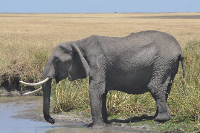 3-Days Masai Mara Rhythms Safari - Key highlights you will actually feel on this safari