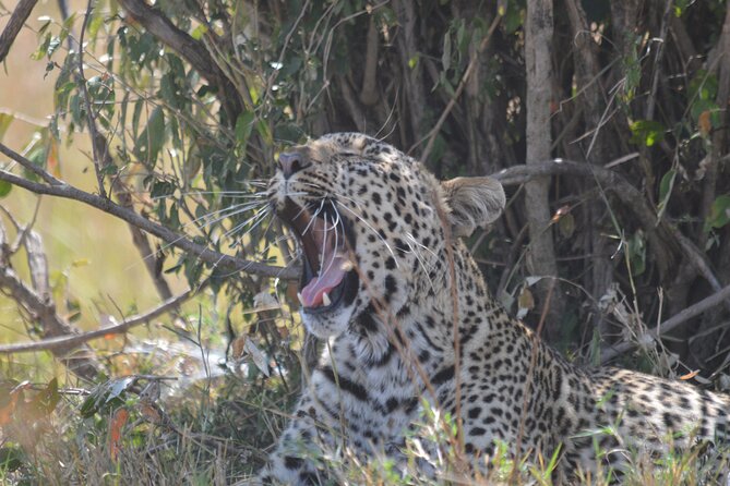 3-Days Masai Mara Rhythms Safari - Full day on the plains, from black-maned lions to a Mara River picnic