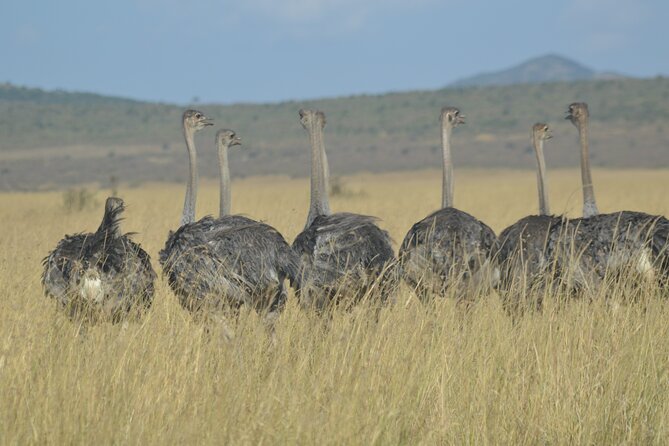3-Days Masai Mara Rhythms Safari - Guides make the difference, and this team gets praised for a reason