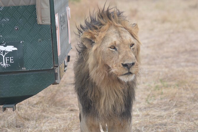 3-Days Masai Mara Rhythms Safari - Evening game drive in the Mara, Big Five pressure but in a good way