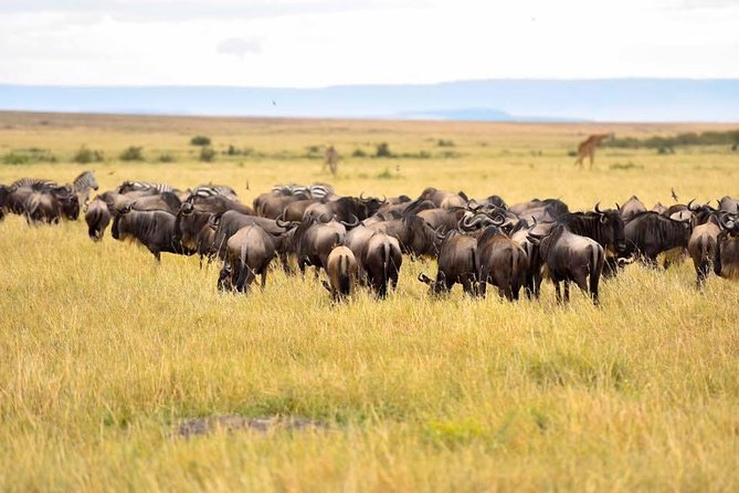 3 Days Masai Mara Safari - Rift Valley to the Mara River, the trip starts with context