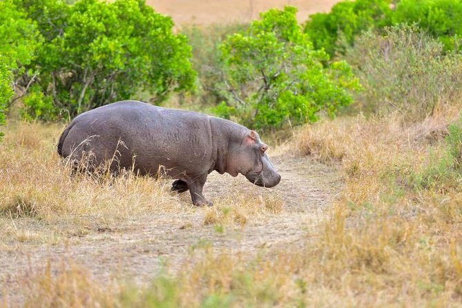 3 Days Masai Mara Safari - Day 3 early drive, then back to Nairobi with the Mamba Village stop