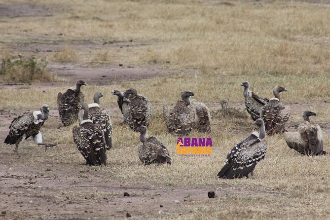 3 Days Masai Mara Safari - Price and what you truly get for $400 per person