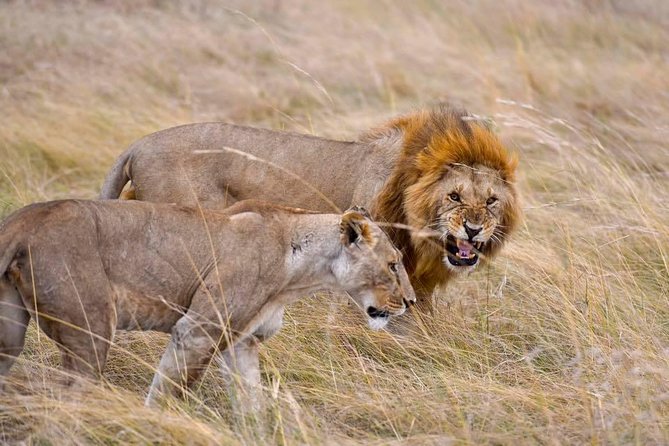 3 Days Masai Mara Safari - Should you book this 3-day Masai Mara Safari?