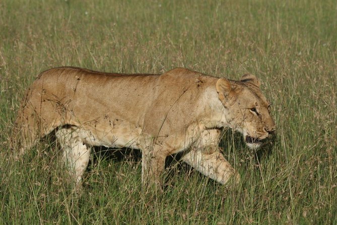 3 days masai mara safari from Nairobi - Key things to know before you go